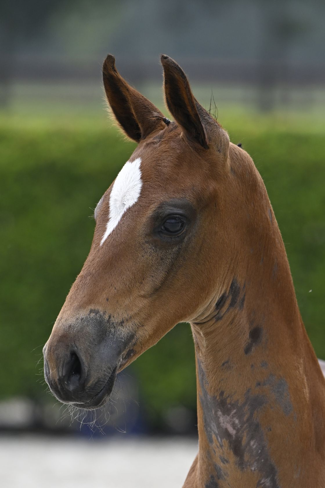 TAKE IT EASY Z Breeders.zangersheide.auction